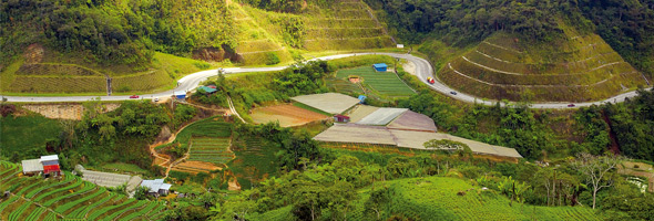 Plantacion_gr.jpg